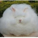 털뭉탱이 이미지