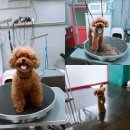 다정하개 이미지