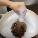 베리굿동물병원 이미지