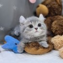 면목동-045 | 면목동고양이분양 골골쟁이 킨카로우 '서현이' 할인분양 보냅니다