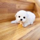 대구펫 강아지분양 고양이분양 이미지