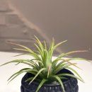 친환경 식물로 소품만들기 이미지