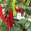 영양뜰영농조합 이미지