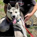 모두의 댕댕이 이미지