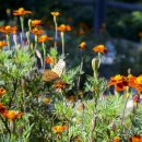 네발친구 이미지