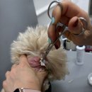 버블펫쌀롱 이미지