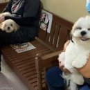 멍멍이 미용실 이미지