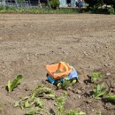 고려약업사 이미지