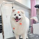 메리몰펫샵(사직점) 이미지