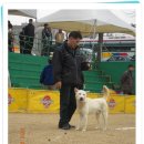 마한애견 이미지