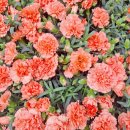 플라워엘 이미지