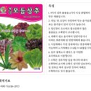 박동복 | 씨앗 토마토와 쌈 집에서 키워보기 도전 !