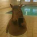 행운냥이 이미지