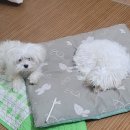 메이숑 네이버블로그