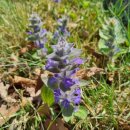 이리산소 이미지