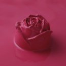 디자인비바 이미지