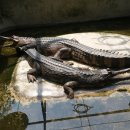 다정한 농장 이미지