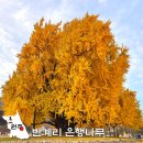 국도21호 은행나무길 | 원주 당일치기 가을 여행지 반계리은행나무 실시간 CCTV