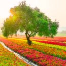 고석정가든 | 강원 철원 가을꽃 여행) 고석정 꽃축제 2026 꽃밭 개장 일정 입장료, 100만 송이 가을꽃 여행