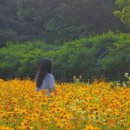 서호동-64 | 수원 6월 꽃명소, 서호공원 금계국이 만개했어요! (산책+데이트 코스 추천)