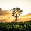 맑음그린 이미지