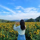 부산시설공단 곰내지소 | 부산 7월 기장 데이트 철마 중리 곰내연밭 해바라기밭 개화 상태 주차