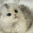 수원고양이분양 드림캣 안심분양센터 | 수원 고양이 분양, 드림캣 안심분양센터에서 안전한 선택 해보세요!