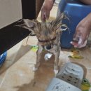 강아지와 산책 이미지