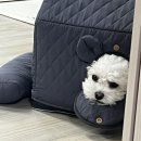 귀요미제작소 이미지