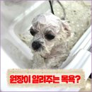 도그유토피아 살롱 이미지