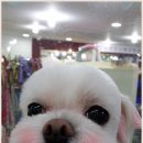 독한고양이애견전문샵 이미지