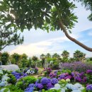 비체올린 이미지