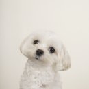 개쌀롱 | 용산 강아지 유치원 개님살롱에서 보내는 하루