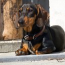 닥스훈트(DACHS HUND) 이미지