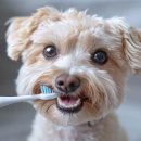 피카소동물병원 이미지