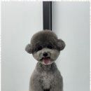 즐거운애견미용실 이미지