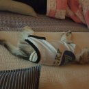 소담동물병원 이미지