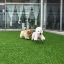 하오하개 이미지