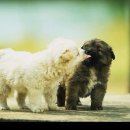 개팔자상팔자 이미지