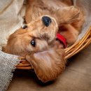 반려동물관리사자격증 이미지