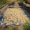 임피농장 이미지