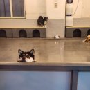 혼자두면 장판뜯어서 차린 개카페 | 혼자두면장판뜯어서차린개카페