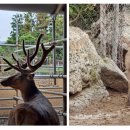 블루베리사슴농장 이미지