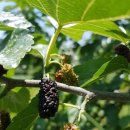 안말농장 이미지