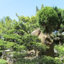 제주 우찌 이미지