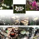 한라산천연보호구역 이미지