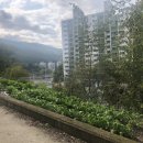 배츄밭