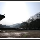 만일향