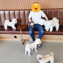 댕댕이 보호구역 이미지