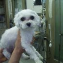 김태화동물병원 이미지